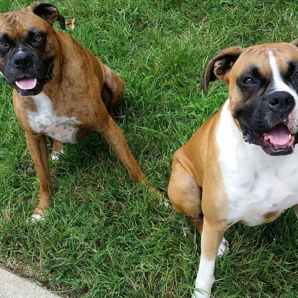 Meet your Posher, Traci - Picture 2 of 3